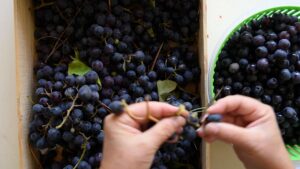 Confiture de raisin italienne (sans pectine) - Retirez les raisins de leur pédicelle.