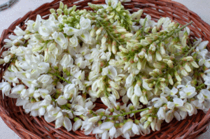 D’Acacia : Recette de beignets d’acacia - Cueillez les fleurs et laissez-les sur la tige