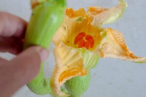 Recette de Beignets de Fleurs de Courgette - Retirez le sépale mais laissez le pédicelle des fleurs mâles