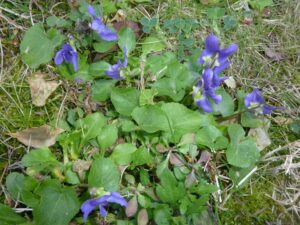 Liqueur de violettes maison - Cueillette des fleurs de violette