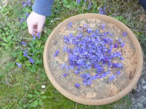 Violettes confites maison - Cueillette des fleurs de violette